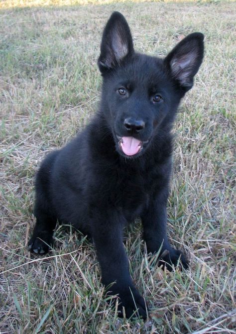 Our newest family member, DETES. Black GSD from Gaardog Shephards in ND. Beautiful!! Black Gsd, Black German Shepherd Puppies, Berger Malinois, Puppy Husky, Black German Shepherd Dog, German Shepherd Breeds, Gsd Puppy, Black German Shepherd, German Shepards