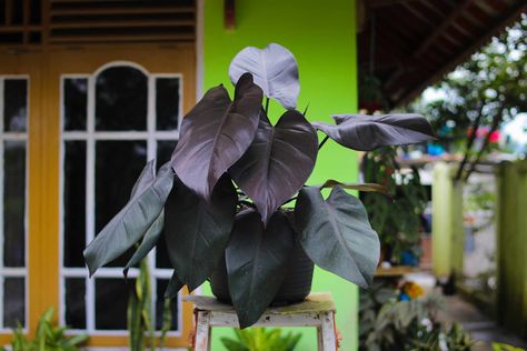 Here's everything to know about this rare philodendron, which has some of the darkest leaves of any philodendron variety. Rare Philodendron, Bat Flower, Orchid Bark, Plant Pests, Plant Problems, Plant Diseases, Garden Types, Wildlife Gardening, Royal Queen