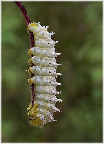 Lunar Moth Caterpillar, Moth Larvae, Leucistic Luna Moth, Caterpillar Insect, Atlas Moth Caterpillar, Cecropia Moth Caterpillar, Dragonfly Larvae, Cool Insects, Moth Caterpillar