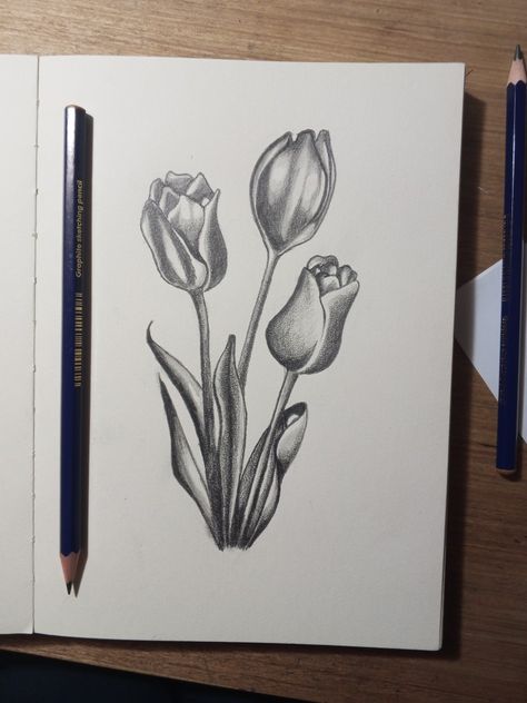 Tulip Drawing Pencil, Graphite Pencil Art, Art Tulips, Tulip Drawing, Hand Doodles, Sketches Pencil, Watercolor Tulips, Art Sketches Pencil, Art Pencil