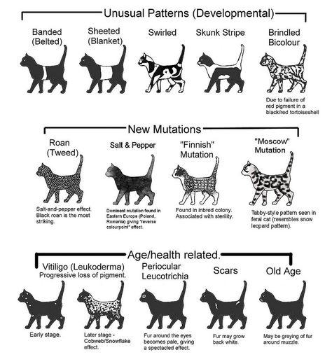 Bicolour Cats Charts Cat Markings, Cats Pattern, Cat Anatomy, F2 Savannah Cat, Rare Cats, Tuxedo Cats, Art Help, Cat Reference, Types Of Cats