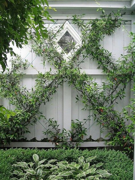 Using an invisible wire trellis to dress up a plain wall Vine Trellis, Garden Vines, Trellis Plants, Have Inspiration, The Secret Garden, White Gardens, Gorgeous Gardens, Climbing Plants, Garden Structures