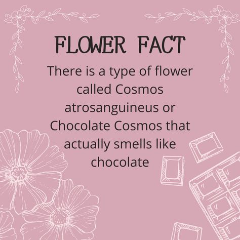 Flower Fun Fact! Did you know... Follow @bloomingdalecollections.ph for weekly flower facts! . . . . . . . . . #didyouknow #questions #bloom #flowersofinstagram #gardening #flowers #plants #florals #flowerstagram #botanical #spring #floralart #facts #knowledge #quoteoftheday #mind #learn #dessert #sweettooth #yum #sweet #chocolate #fragrance #scent Mystery Ideas, Flower Facts, Chocolate Fragrance, Botanical Studies, Flower Dictionary, Basil Omori, Skeleton Flower, Chocolate Cosmos, Gardening Flowers