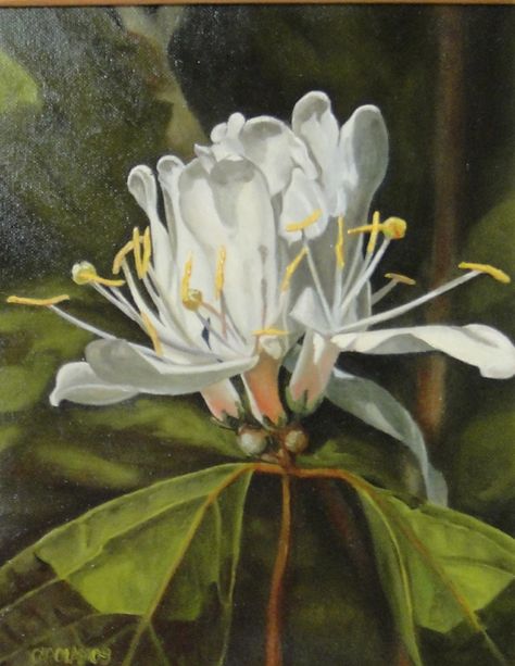 White Honeysuckle by Carol Amos, Oil, 10 x 8 Honeysuckle Watercolor, White Honeysuckle, Honeysuckle Plant, Wolves And Women, Flower Paintings, Watercolour Tutorials, 3d Flowers, Different Flowers, Growing Flowers