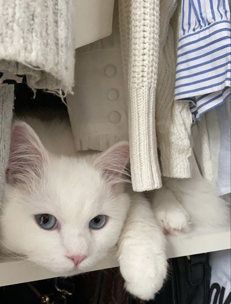 cute white cat with blue eyes hiding in the closet White Cats With Blue Eyes Aesthetic, White Cat Blue Eyes Aesthetic, White Cat Shorthair, White Cats Aesthetic, White Kitten Blue Eyes, All White Cat, White Cat Blue Eyes, White Cat Aesthetic, Justin Russo