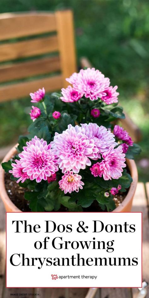 Chrysanthemum Care, Mum Seeds, Chrysanthemum Growing, Garden Mums, Autumn Flowering Plants, Chrysanthemum Seeds, Hardy Mums, Chrysanthemum Plant, Blooming Perennials