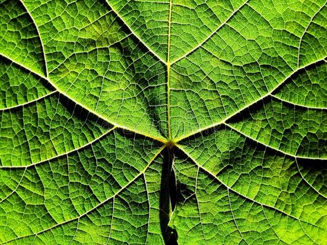 Grapevine leaf texture. Grapevine leaf , #Aff, #Grapevine, #leaf, #texture #ad Grape Leaves Aesthetic, Sea Grape Leaves, Leaf Close Up, Grape Vines Photography, Grapevine Leaf, Leaves Texture, Leaf Photo, Vines Leaves, Vine Leaves