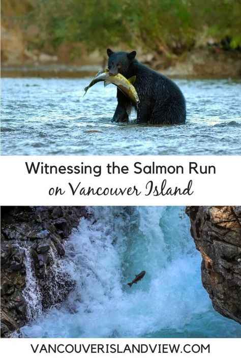 Salmon Species, Fish Hatchery, Family Bike, Campbell River, Salmon Run, Luxury Travel Destinations, River Otter, House In Nature, Salmon Fishing