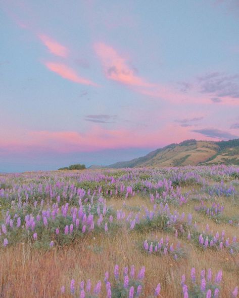 Wildflower Sunset, Columbia River Gorge Oregon, Canon Beach, Pastel Skies, Gorge Oregon, Crater Lake National Park, Pretty Skies, Pastel Sky, Columbia River Gorge