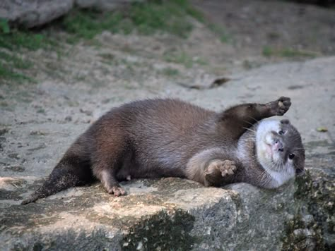 Sleeping Otters, Otters Cute, Best Swimmer, River Otter, Cute Kawaii Animals, V Cute, Sea Otter, Animal Planet, See Me