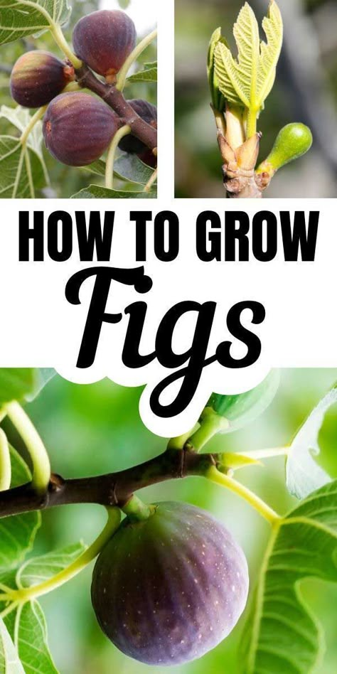 Fig Tree Care, Indoor Fig Trees, Growing Fig Trees, Tree In A Pot, Growing Fruit Trees, Fig Plant, Fig Fruit, Brick Garden, Thriving Garden