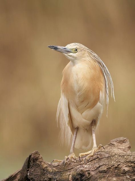 Squacco Heron, Heron Photo, Coastal Birds, Shorebirds, Nature Birds, Bird Photo, Small Birds, Bird Species, Wild Birds