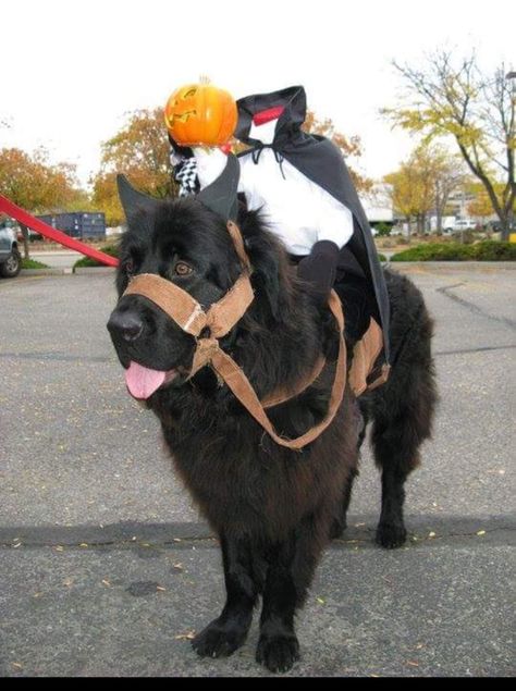 Newfoundland headless horseman dog  halloween costume Newfoundland Halloween Costumes, Large Dog Costume Ideas, Halloween Costumes For Black Dogs, Black Dog Halloween Costumes, Black Dog Costume Ideas, Black Dog Costume, Black Dog Halloween Costumes With Owner, Bernese Mountain Dog Halloween Costumes, Dog Costumes Big Dogs