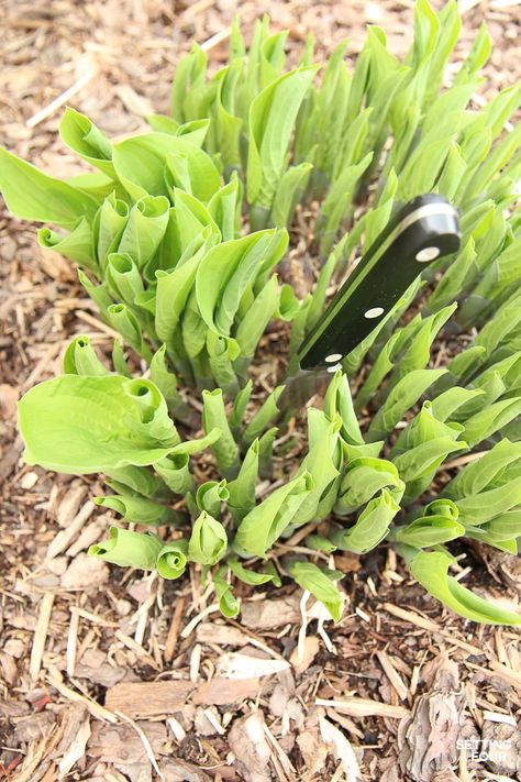 Divide Hostas, Hosta Care, Garden Problems, Shade Garden Plants, Hosta Gardens, Hosta Plants, Leafy Plants, Garden Yard Ideas, Garden Care