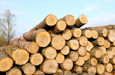 Timber Log stack. Pile of Timber Pine logs stacked outdoors on a blue sky backgr , #spon, #Pile, #Pine, #stack, #Timber, #Log #ad Timber Logs, Wood Pile, Oak Logs, Wooden Log, Blue Sky Background, Sky Background, Presentation Board, Project Ideas, Blue Sky