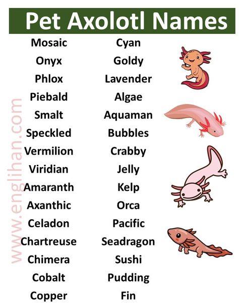 Axolotl Names, Happy Fathers Day Wallpaper, Fathers Day Wallpapers, Axolotl Cute, Happy Birthday Woman, Cute Axolotl, Names Girl, List Of Animals, Learn English Grammar