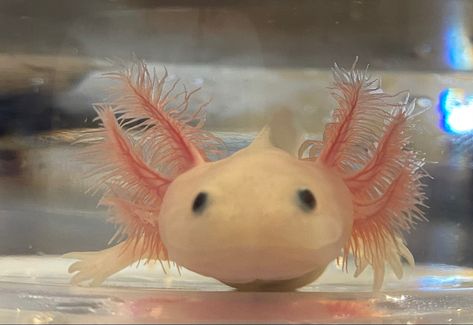 Baby leucistic axolotl Leucistic Axolotl, Baby Axolotl, Adorable Baby, Fish Pet, Animals, Quick Saves