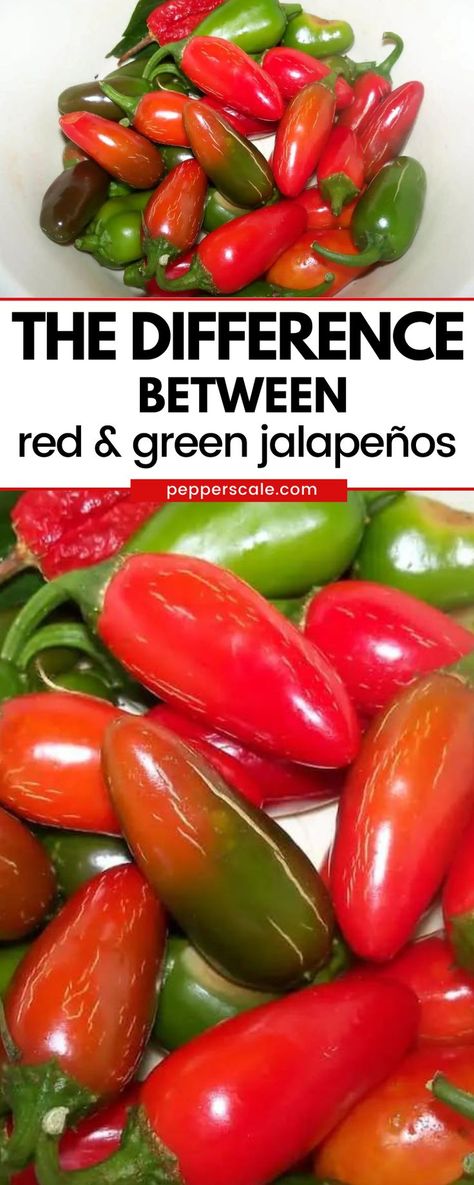 Learn The Difference Between Red and Green Jalapeños. The biggest difference between these two peppers is simply age. They are the same pepper, just a green jalapeño is picked early in the ripening process, while a red jalapeño is left on the vine to mature. During the ripening, jalapeños, like other chilies, turn red. What To Do With Red Jalapenos, Pickering Jalapeños, Jalapeno Pepper Sauce, Ways To Preserve Jalapeno Peppers, How To Use Jalapeno Peppers, How To Dry Jalapeno Peppers, Jarred Jalapeno Recipes, Dehydrated Jalapeno Peppers, Red Jalapeno Hot Sauce