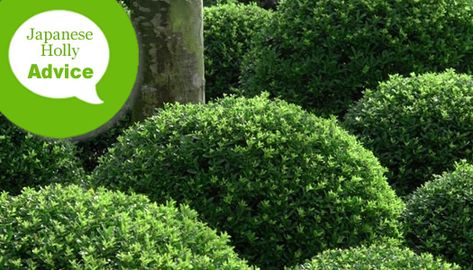 Hedge Shrubs, Japanese Holly, Holly Shrub, Tomato Pruning, Holly Bush, Curb Appeal Landscape, Evergreen Hedge, Yard Maintenance, Plants Landscape