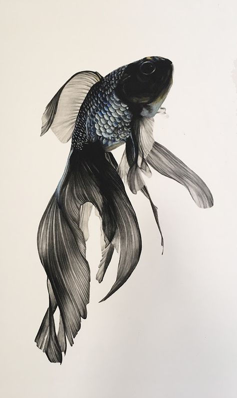 Fish by Julia Grayson Fish Aesthetic, Pretty Fish, School Of Visual Arts, Fish Drawings, Beautiful Fish, Fish Art, Betta Fish, Koi Fish, 귀여운 동물