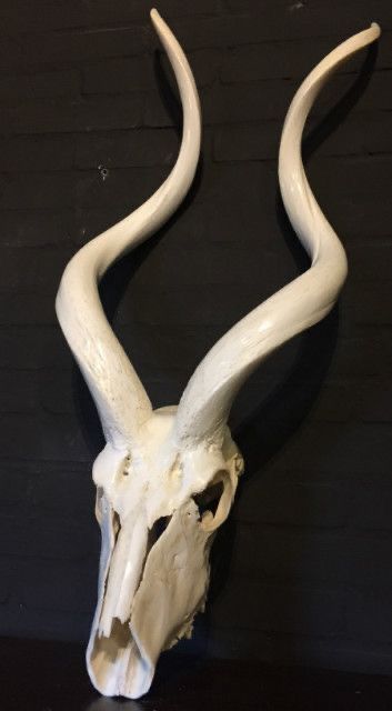 Animal Skull Drawing, Skull References, Skull Reference, Animal Skeletons, Animal Skull, Skulls And Bones, Vulture Culture, Bone Art, Deer Skull