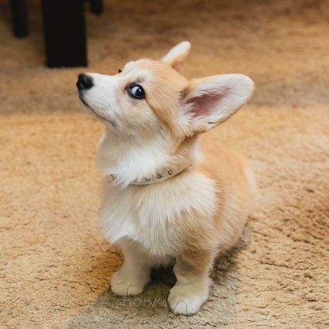 Wowww, the side eye is majestic... Berger Malinois, Welsh Corgi Pembroke, Cute Corgi Puppy, Welsh Corgi Puppies, Corgi Funny, 강아지 그림, Side Eye, Corgi Puppy, Cute Corgi