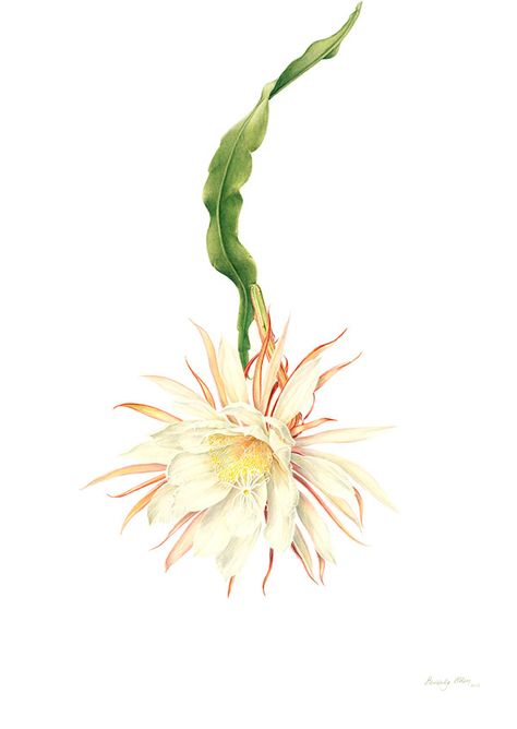 Epiphyllum Oxypetalum Tattoo, Dragon Fruit Flower, Epiphyllum Oxypetalum, Floral Reference, Vintage Food Posters, Botanical Artists, Food Posters, Queen Of The Night, Plants Leaves