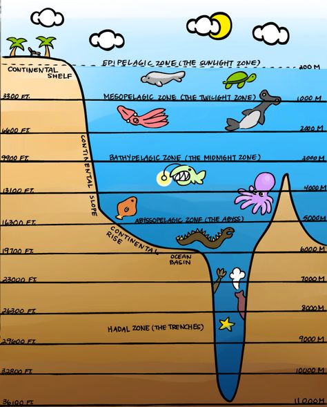 Layers of the Ocean Reference by thebrittanylee Ocean Reference, Ocean Layers, Depth Drawing, Layers Of The Ocean, Ocean Zones, Ocean Habitat, Ocean Projects, Ocean Unit, Ocean Science