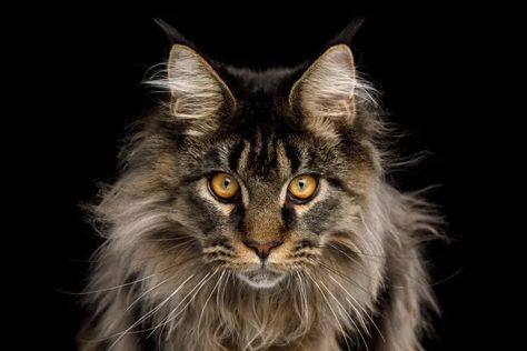 Cat Front View, Largest Domestic Cat, Large Domestic Cat Breeds, Pedigree Cats, Kitty Corner, Domestic Cat Breeds, Cat Book, Character Board, Long Haired Cats