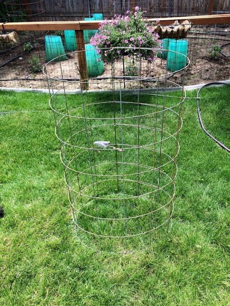 DIY Inexpensive Tomato Cage That Lasts For Years Tomato Cages Diy, Diy Tomato Cage, Tomato Cage Crafts, Plant Cages, Tomato Trellis, Cattle Panels, Tomato Cages, Veg Garden, Tomato Garden