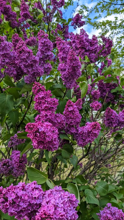 Syringa Vulgaris, Lilac Bushes, Nature Photography Flowers, Beautiful Flowers Images, Flowers Images, Beautiful Scenery Pictures, Flower Iphone Wallpaper, Nothing But Flowers, Wallpaper Nature Flowers