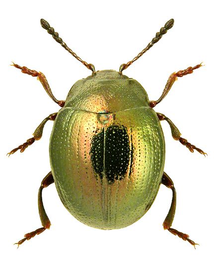 Phaedon levigatus Leaf Beetle, Firefly Art, Beetle Art, Beetle Insect, Cool Bugs, God Is Amazing, Bug Art, Beautiful Bugs, Creepy Crawlies