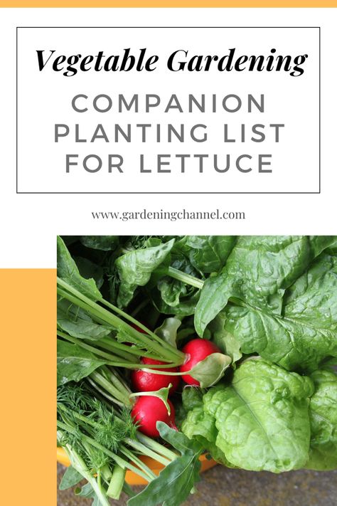 Garden harvest of lettuce and dill with text overlay vegetable gardening companion planting list for lettuce. Lettuce Companion Planting, What To Grow With Lettuce, What To Plant With Lettuce, Lettuce Companion Plants, Plant Companions Vegetables, Cabbage Companion Plants, Garden Pairing Companion Planting, Kale Companion Plants, Planting Radishes