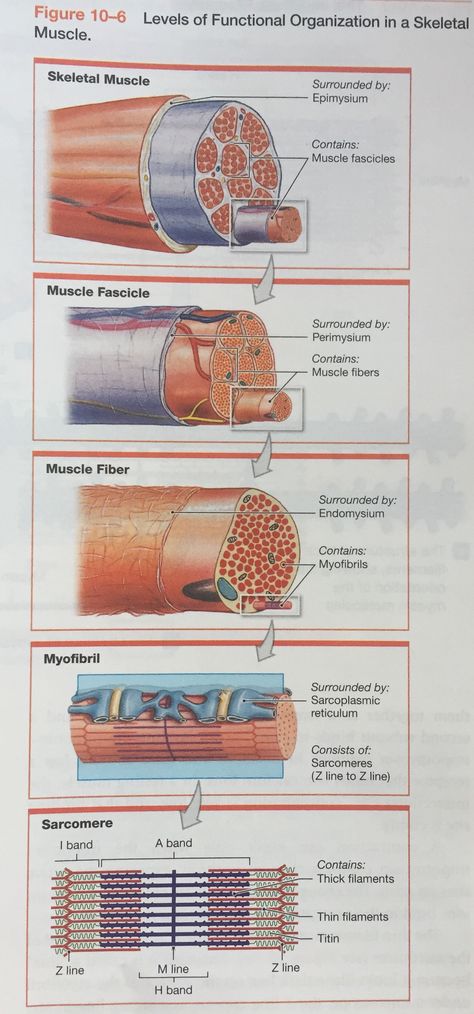 Levels of functional organization in a skeletal muscle Fundamentals of A & P Pearson Muscle Fibers Anatomy, Muscle Physiology, Skeletal Muscle Anatomy, Muscles Anatomy, Functional Organization, Medical Terminology Study, Nursing School Inspiration, Nursing School Essential, Medical School Life