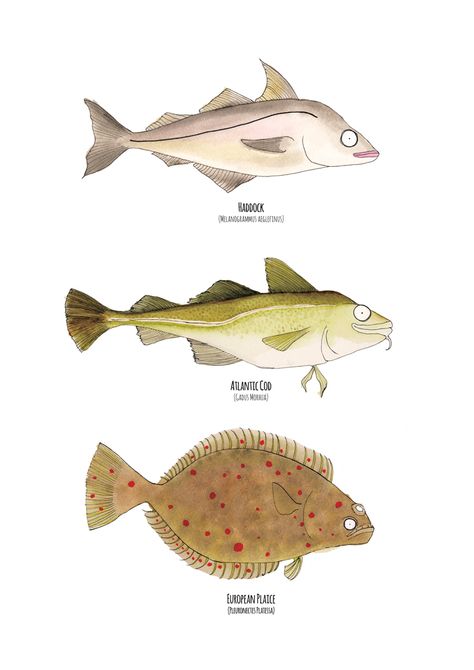 Haddock, Atlantic Cod & European Plaice Watercolour, pen & ink illustration by Sarah Hammond Cod Fish Drawing, Cod Fish Illustration, Arctic Char Fish, Salmon Fish Illustration, Parrotfish Illustration, Atlantic Cod, Fish Engraving Illustration, Wildlife Pictures, Cod Fish