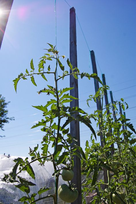 String method of growing tomatoes. Train to grow around a string, and remove lower leaves as it grows. Florida Weave, Tanaman Tomat, Growing Tomato, Tomatoes Growing, Tomato Trellis, Growing Tomato Plants, Veggie Gardens, Growing Tomatoes In Containers, Grow Tomatoes