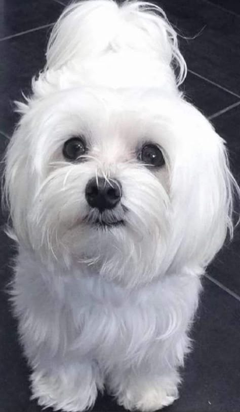 Dog Tongue Out, Maltese Haircut Teddy Bear, Bichon Frise Haircut Styles, White Maltese, Morkie Puppies, Maltese Puppies, Really Cute Puppies, Maltipoo Puppy