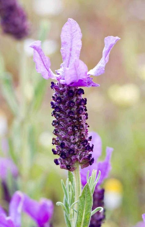 French Lavender Plant, Lavender Care, Small Flowering Plants, Spanish Lavender, Lavender Plants, Scented Flowers, Lavender Seeds, Growing Lavender, English Lavender