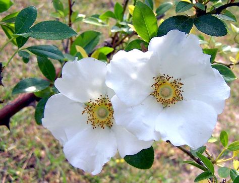 Georgia State Flower, Cherokee Indian Tattoos, Georgia Flower, Rose Reference, Cherokee Rose, Inca Tattoo, American Indian Tattoos, Cool Wrist Tattoos, American Garden