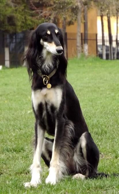 Saluki Puppy, Saluki Dogs, Dog Trends, Dog Anatomy, Dog Stories, Pretty Dogs, Pretty Animals, Dog Id, Guard Dogs