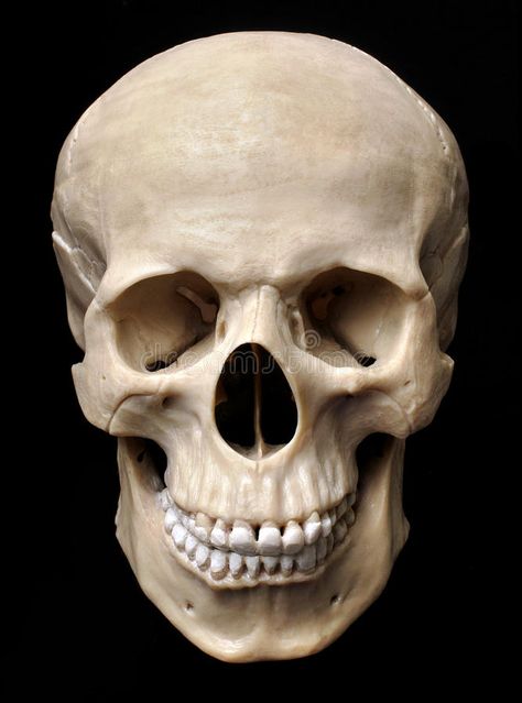 Skull References, Anatomy Head, Skull Anatomy, Skull Reference, Skeleton Anatomy, Skull Model, Skulls Drawing, Human Anatomy Art, Anatomy For Artists