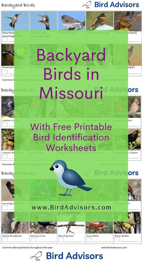 Backyard Birds in Missouri with Free Bird Identification and Tally Worksheets Birds Of Missouri, Tally Worksheets, Best Pet Birds, Backyard Birds Watching, Free Id, Bat House, Bird Identification, Homeschool Worksheets, Downy Woodpecker