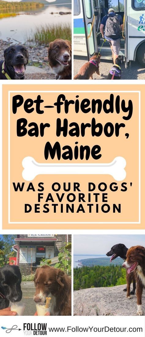 Camping With Dogs, Dogs Ideas, Maine Road Trip, Dog Friendly Vacation, Pet Friendly Vacations, New England Road Trip, Bar Harbor Maine, Maine Vacation, Maine Travel