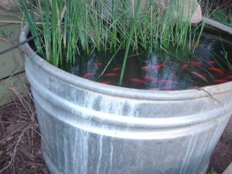 How to make a simple and cheap fish pond. Pond Water Features, Plants Growing, Fish Ponds, Fish Pond, A Metal, Lawn And Garden, Aquariums, Outdoor Projects, Water Garden