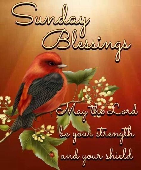 Sunday Blessings sunday sunday quotes blessed sunday sunday blessings sunday pictures Day And Night Quotes, Happy Sunday Morning, Sunday Quotes Funny, Sunday Greetings, Sunday Blessings, Monday Blessings, Weekday Quotes, Blessed Sunday, Happy Sunday Quotes