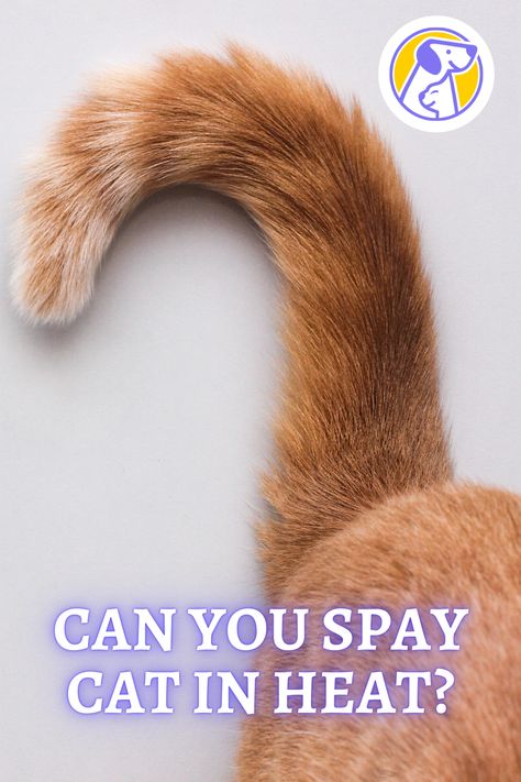 How long do you have to wait to spay a cat after heat? How can I help my female cat in the heat without spaying? Female Dogs In Heat Tips, Cat In Heat How To Deal With A, Heat Spray, Grooming Hacks, Pregnant Cat Tips, Cat Health Problems, Female Cat, Cat In Heat, How To Tell If Your Cat Is Pregnant