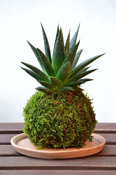 How to make a perfect kokedama, Japanese moss balls Bonsai Moss, Orchid Bonsai, Kokedama Ball, Japanese Moss Balls, Art Floral Japonais, String Garden, Moss Ball, Ball Ideas, Moss Garden