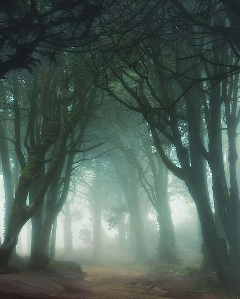 Into the foggy forest Magical Forest Photography, Foggy Woods, Foggy Forest Aesthetic, Deep Forest Aesthetic, Misty Woods, Moody Forest, Dark Forest Asethic, Haunted Forest Aesthetic, Landscape Scary