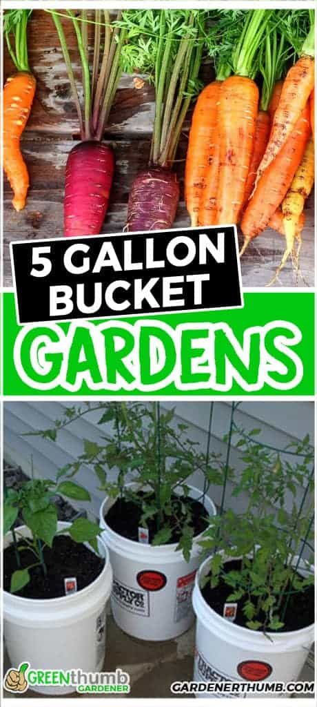 5 Gallon Bucket Garden [Money Savings] | Green Thumb Gardener Outdoor Bucket Garden, Growing Veggies In 5 Gallon Buckets, Growing Vegetables In Buckets, Planting In Buckets Container Gardening, 5 Gallon Bucket Garden Vegetables, 5gallon Bucket Garden, Bucket Vegetable Gardening, Bucket Gardening 5 Gallon, 5 Gallon Bucket Garden