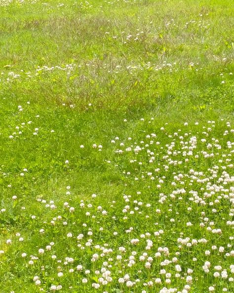 𖤣.𖥧.𖡼.⚘ #flowers #garden #summer #clover Clover Garden, Clover Field, Clover Flower, Flowers Garden, Insta Posts, Book Art, Flowers, On Instagram, Instagram